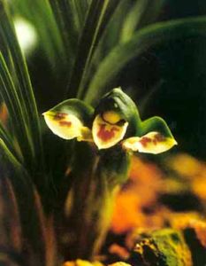 銀翠雲蝶 銀翠雲蝶