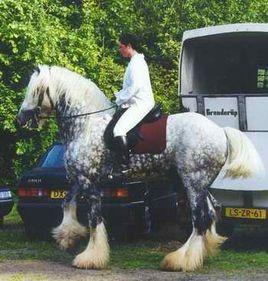 貝爾修倫馬 貝爾修倫馬