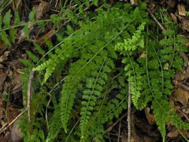 鳳尾豬鬃草[中藥]