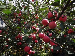 神富一號 神富一號