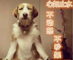 佛系冬粉 佛系冬粉