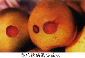 梨輪紋病 梨輪紋病