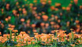 十字爵床 十字爵床