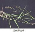 無刺野古草(變種) 無刺野古草(變種)