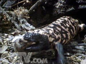 大毒蜥捕到一隻老鼠