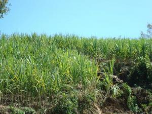 甘蔗