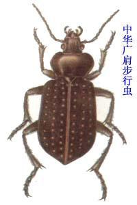 中華廣肩步行蟲 中華廣肩步行蟲