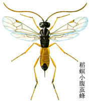 稻螟小腹繭蜂 稻螟小腹繭蜂