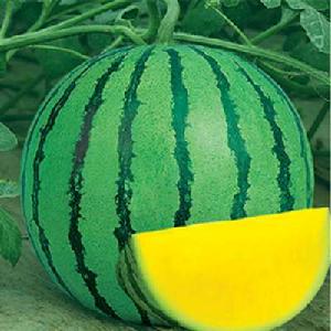 黃肉京欣 黃肉京欣