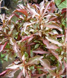 錦繡莧，別名：五色莧、紅綠草