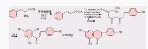 黃酮類化合物生物合成的基本途徑