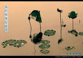 浪淘沙·秋思 浪淘沙·秋思