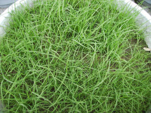 芒剪股穎 芒剪股穎