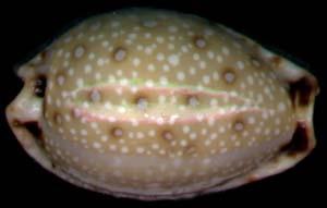 普吉寶螺 普吉寶螺