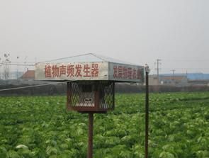 膠州市大白菜 膠州市大白菜