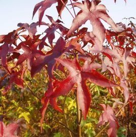 北美楓香 北美楓香