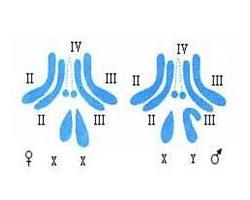 染色體組
