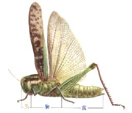 前胸後側片 前胸後側片