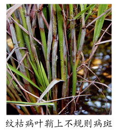 北方水稻紋枯病 北方水稻紋枯病