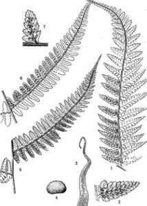 中間蹄蓋蕨 中間蹄蓋蕨