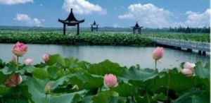 金湖荷花盪景區 金湖荷花盪景區