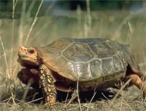 荷葉陸龜 荷葉陸龜