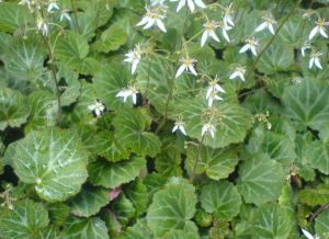 雅魯藏布虎耳草