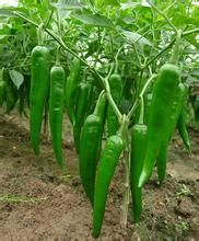 滙豐二號辣椒 滙豐二號辣椒