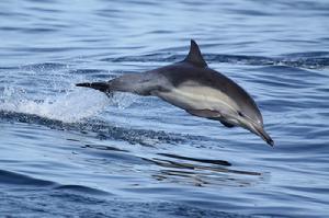 長吻真海豚 長吻真海豚