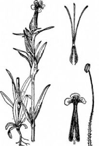 伏爾加繩子草 伏爾加繩子草