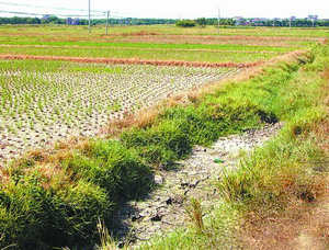 （圖）旱農地區