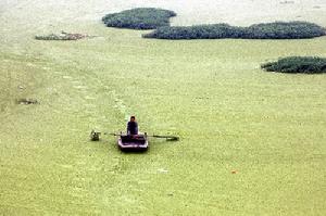 渦河水面上出現大量浮萍