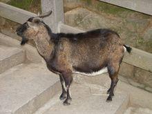 海南正宗東山羊