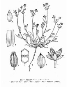 纖細柴胡 纖細柴胡