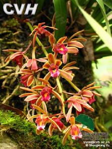 多花組[蘭科蘭屬]