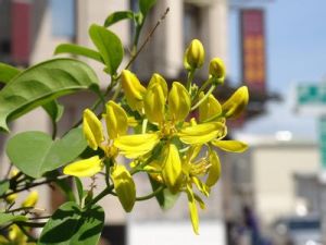 小葉弓果藤 小葉弓果藤