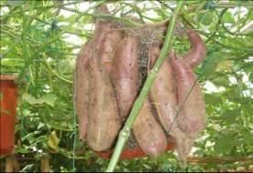 寧薯11號 寧薯11號