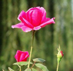 大馬士革月季 大馬士革月季