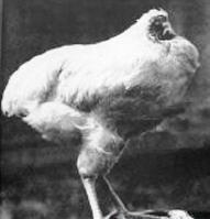 無頭神雞 無頭神雞