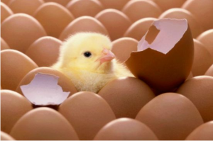 網紅孵化器 網紅孵化器