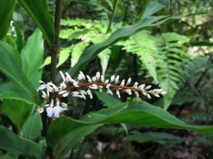 小花山姜 小花山姜