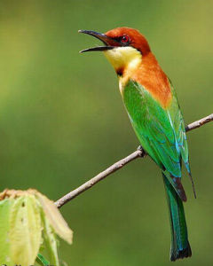 栗頭蜂虎指名亞種 栗頭蜂虎指名亞種