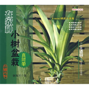 在家種小樹盆栽真簡單