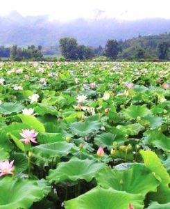 建寧[福建省轄縣]