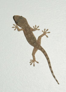 壁虎[爬行動物]