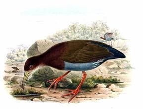 裸眼秧雞 裸眼秧雞