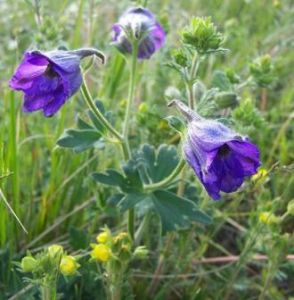 毛柄川黔翠雀花 毛柄川黔翠雀花