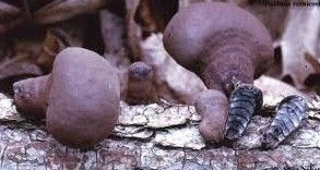 光澤輪層炭殼 光澤輪層炭殼