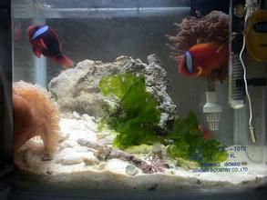 紫菜珊瑚 紫菜珊瑚