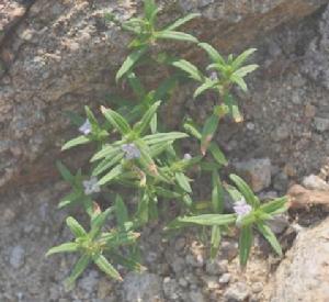 纖花耳草 纖花耳草